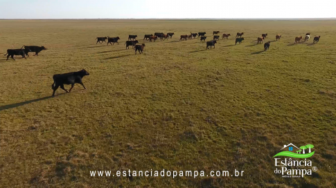 FAZENDA À VENDA NO RS COM 2274 HA (2).00_02_38_01.Quadro014_5455ab9e3144db4febe7034942f4c16ab82bbae7.png